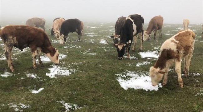 Kars'ta yüksek kesimlere 'kar' yağdı, çobanlar hazırlıksız yakalandı