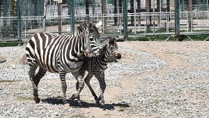 Kayseri'de yeni doğan zebraya 'Dilek' ismi verildi