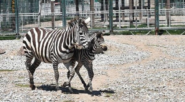 Kayseri'de yeni doğan zebraya 'Dilek' ismi verildi