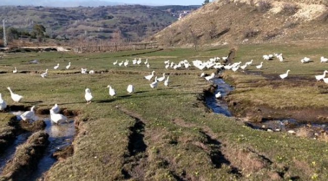 Kaz çiftliğinde et, yumurta ve civciv siparişlerine yetişemiyor