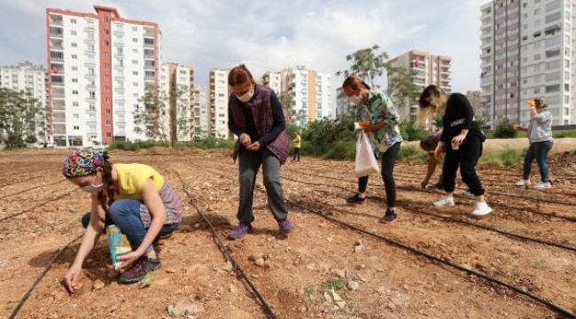 Kent merkezine mısır ektiler