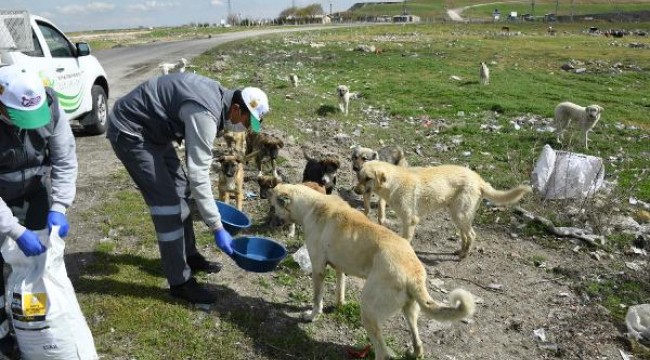 Konya'da sokak hayvanları unutulmadı