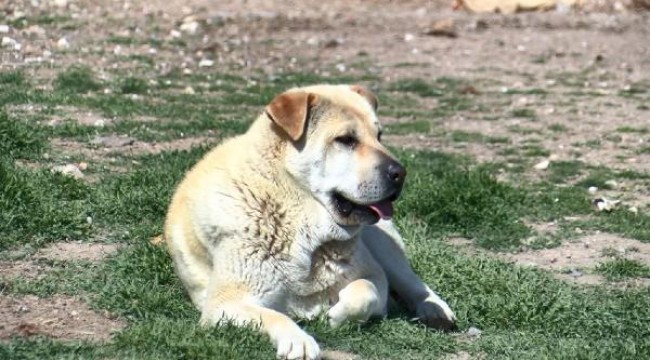 Koronavirüs korkusuyla hayvanların sokağa terk edilmesine tepki