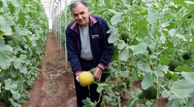 Kumluca'da turfanda kavunun kilosu 10 lira