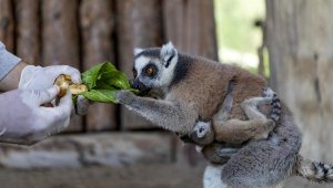 Lemurlar ailesinin yeni üyeleri ikizler oldu