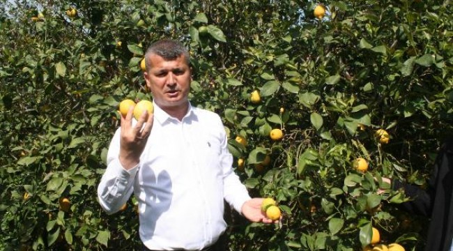 Limon üreticileri, ihracatın başlamasını istiyor