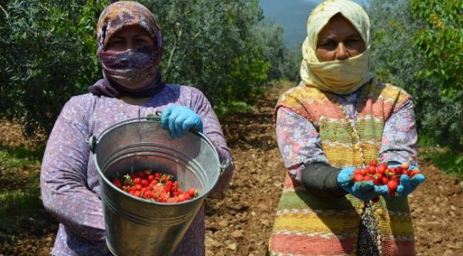 Manisa'da kiraz hasadı başladı