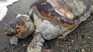 Marmaris'te ağlara takılarak ölen caretta caretta, karaya vurdu