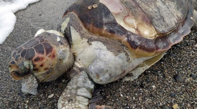 Marmaris'te ağlara takılarak ölen caretta caretta, karaya vurdu