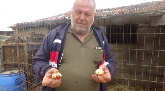 Maydanozla beslediği tavuk, maydanoz desenli yumurta yumurtladı