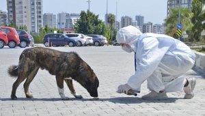 Mersin'de, sokak hayvanları unutulmadı