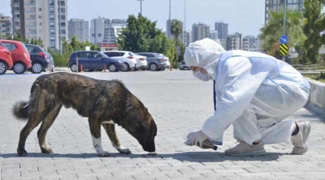 Mersin'de, sokak hayvanları unutulmadı