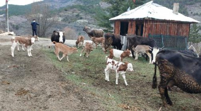 Ordu'da 'Büyükbaş Hayvan Bakım Oteli' açıldı