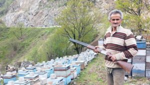 Ordu'da, kovanlara ayı saldırılarına karşı tüfekli nöbet