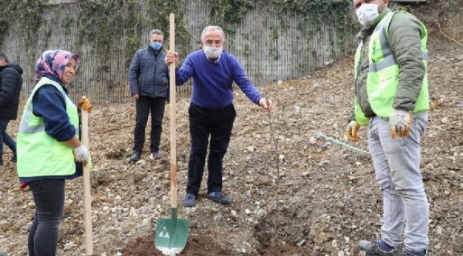 Ordu'da mahallelere, adına özgü fidan dikiliyor