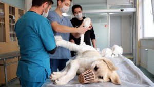 Otomobilin çarptığı köpek tedaviye alındı