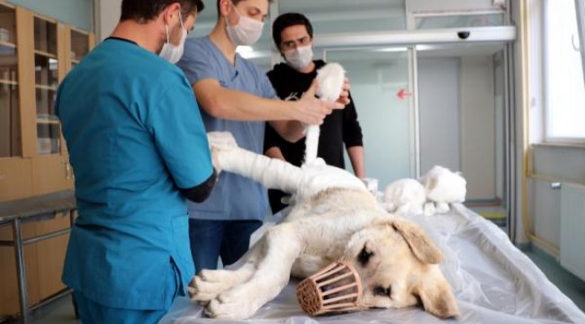 Otomobilin çarptığı köpek tedaviye alındı