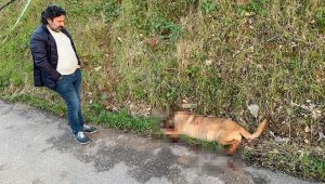 Otomobiliyle gelip, sokak köpeklerine ateş açan saldırgan aranıyor