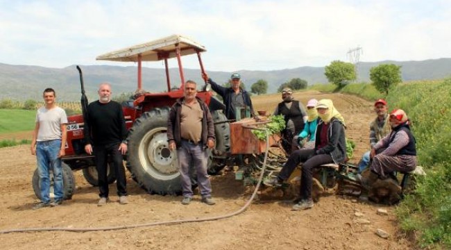 Salihli Ovası'nda tütün fidesi dikimi başladı