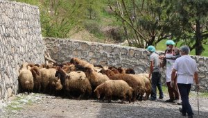 Şırnak'ta ihtiyaç sahiplerine ramazanda 8 ton et dağıtılacak