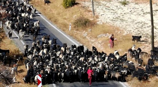 Yörüklerde hasta keçiye 'kan aşısı' tedavisi