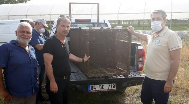 150 tavuğunu telef eden tilkiyi, özel düzenekle yakaladı