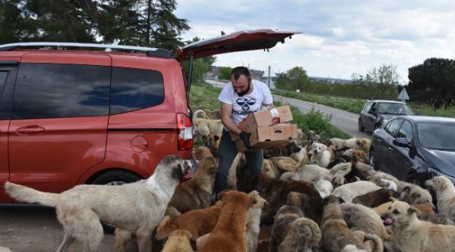 Aç kalan köpekler, yiyeceklere hücum etti