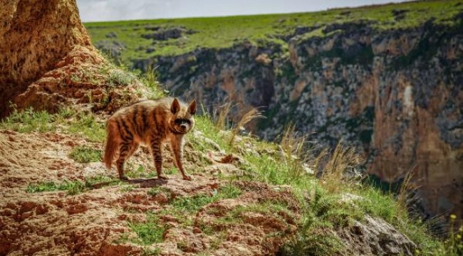 Adıyaman'da çizgili sırtlan görüntülendi