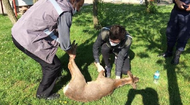 Aracın çarpıp, kaçtığı karaca tedaviye alındı