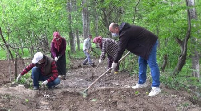 Artvin'de çiftçiler, eldiven ve maske takıp tarlaya indi