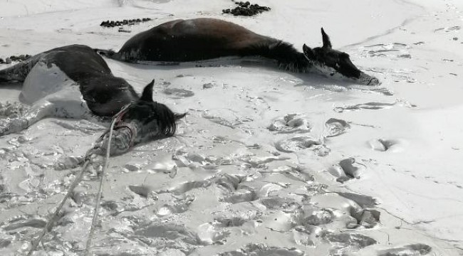 Bataklığa saplanan 3 atı, itfaiye ekibi kurtardı