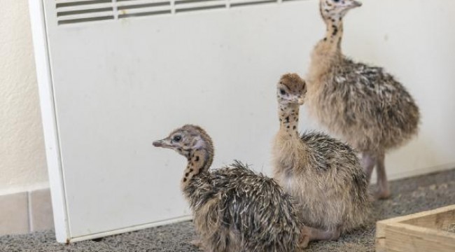 Doğa Park'ın yeni üyeleri deve kuşu yavruları