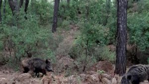 Domuzların şehre inmemesi için ormanlık alanda besleme çalışması