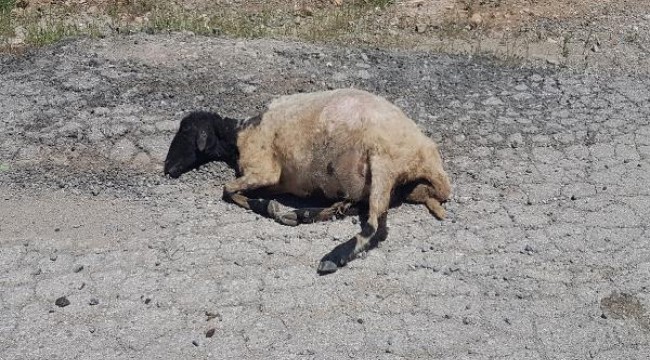 Elazığ'da tren sürüye çarptı: 21 hayvan öldü