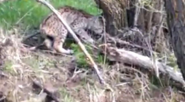 Görüntülediği vaşağı 'Pisi pisi' diyerek çağırdı