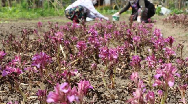 İşlenmiş toz hali 1000 lira olan salepte hasat sürüyor