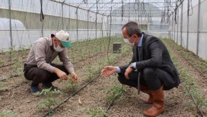 Karabük'te maniye domatesinin ekimine başlandı 