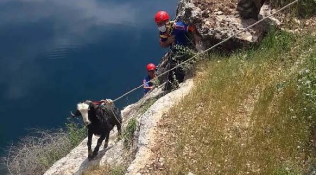 Kayalıklarda mahsur kalan keçiye halatlı kurtarma