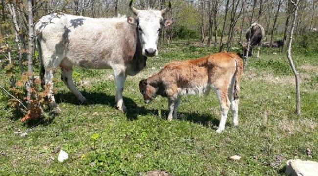 Köpekler, buzağılar ile tavuklara saldırdı