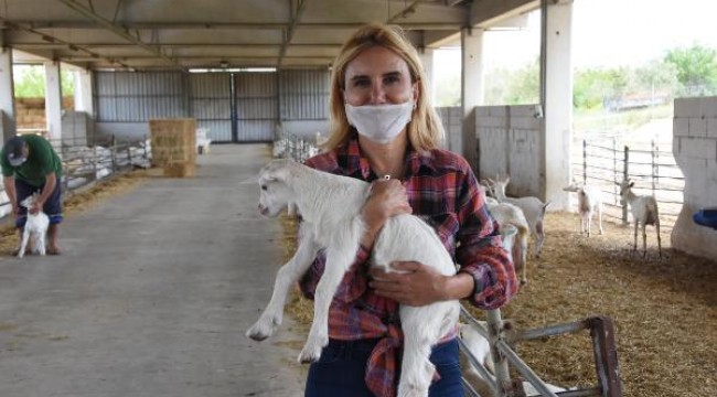 Koronavirüs günlerini keçi çiftliğinde geçiriyor