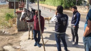 Plajda atlarıyla gezen ciritçilere 16 bin TL ceza