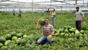 Serikli karpuz üreticisinin yüzü güldü