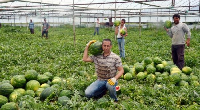 Serikli karpuz üreticisinin yüzü güldü