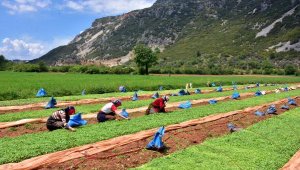 Tütün üreticileri hayalleri için tarlada