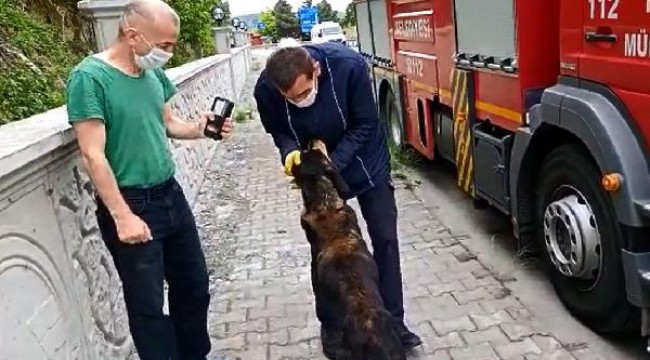 Yamaçtan düşen köpeği itfaiye kurtardı