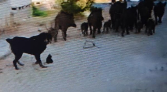 Didim'de aç kalan domuz sürüleri yerleşim yerlerine indi