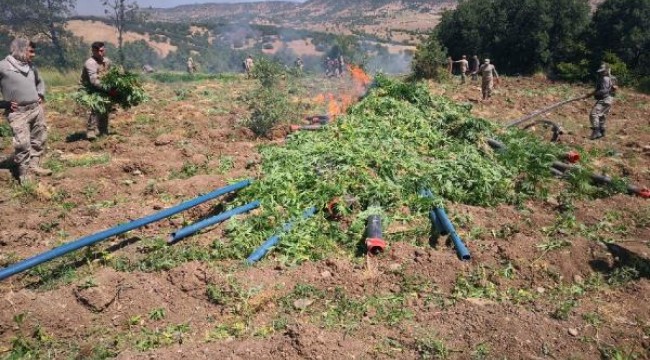 Diyarbakır'da rekor uyuşturucu: 7 milyon kök Hint keneviri, 1.6 ton esrar ele geçirildi