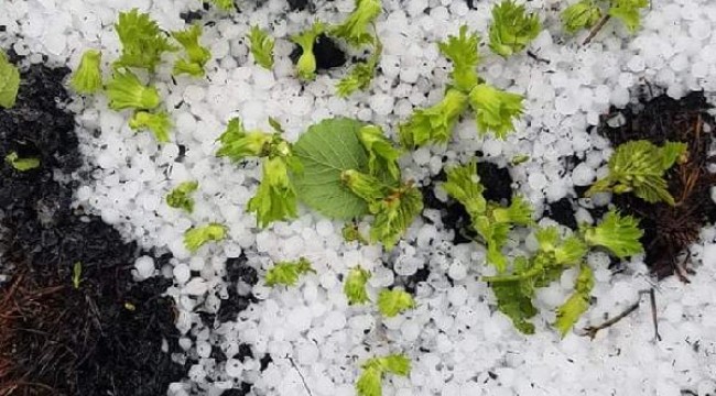 Ordu'da dolu, fındık bahçelerini vurdu