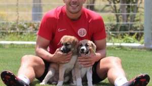 Yavru köpeklere, Antalyaspor sahip çıktı