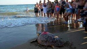 Tedavileri tamamlanıp çip takılan 2 caretta caretta, denizle buluştu